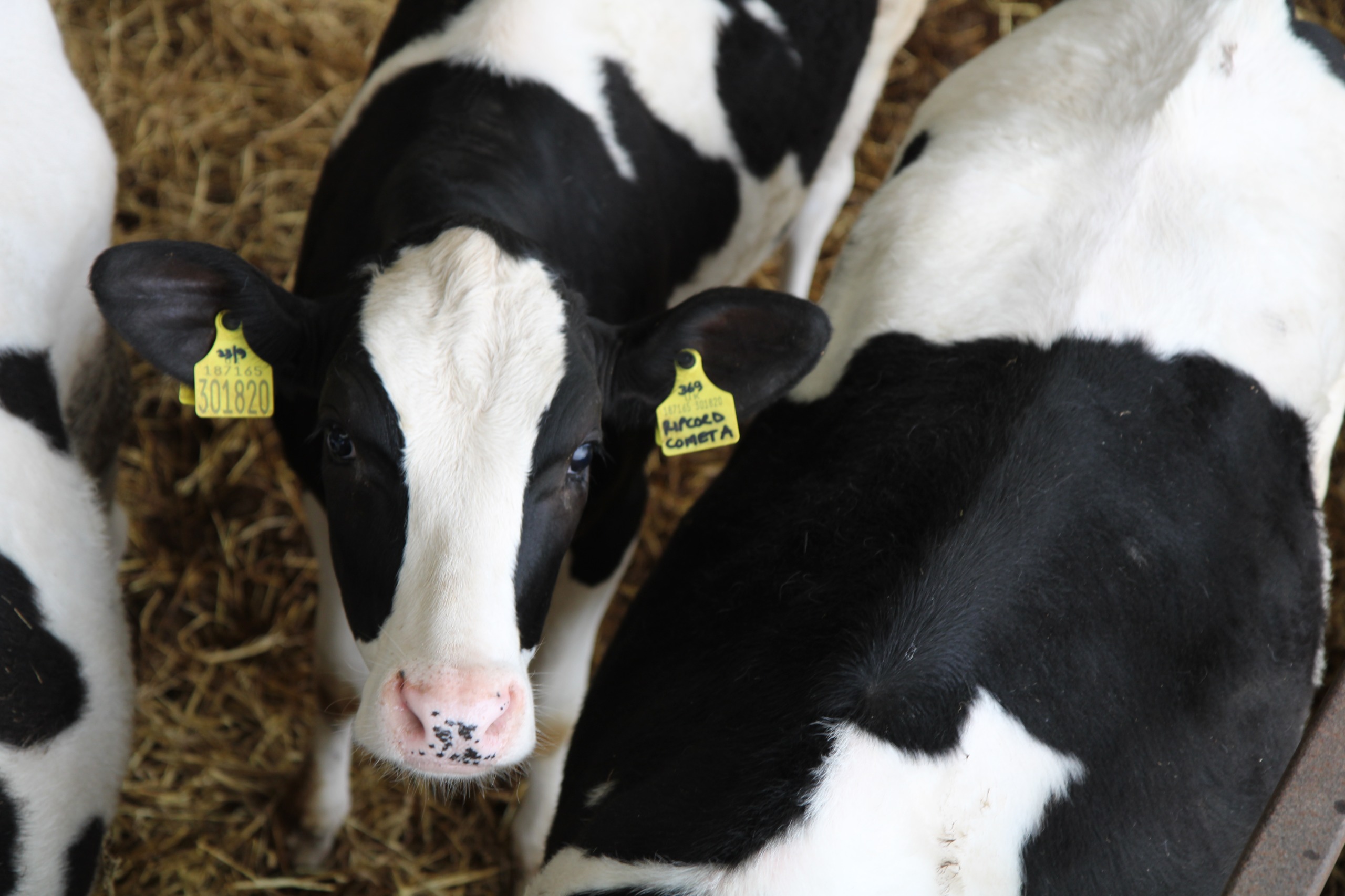 HighHopes calves grouped together