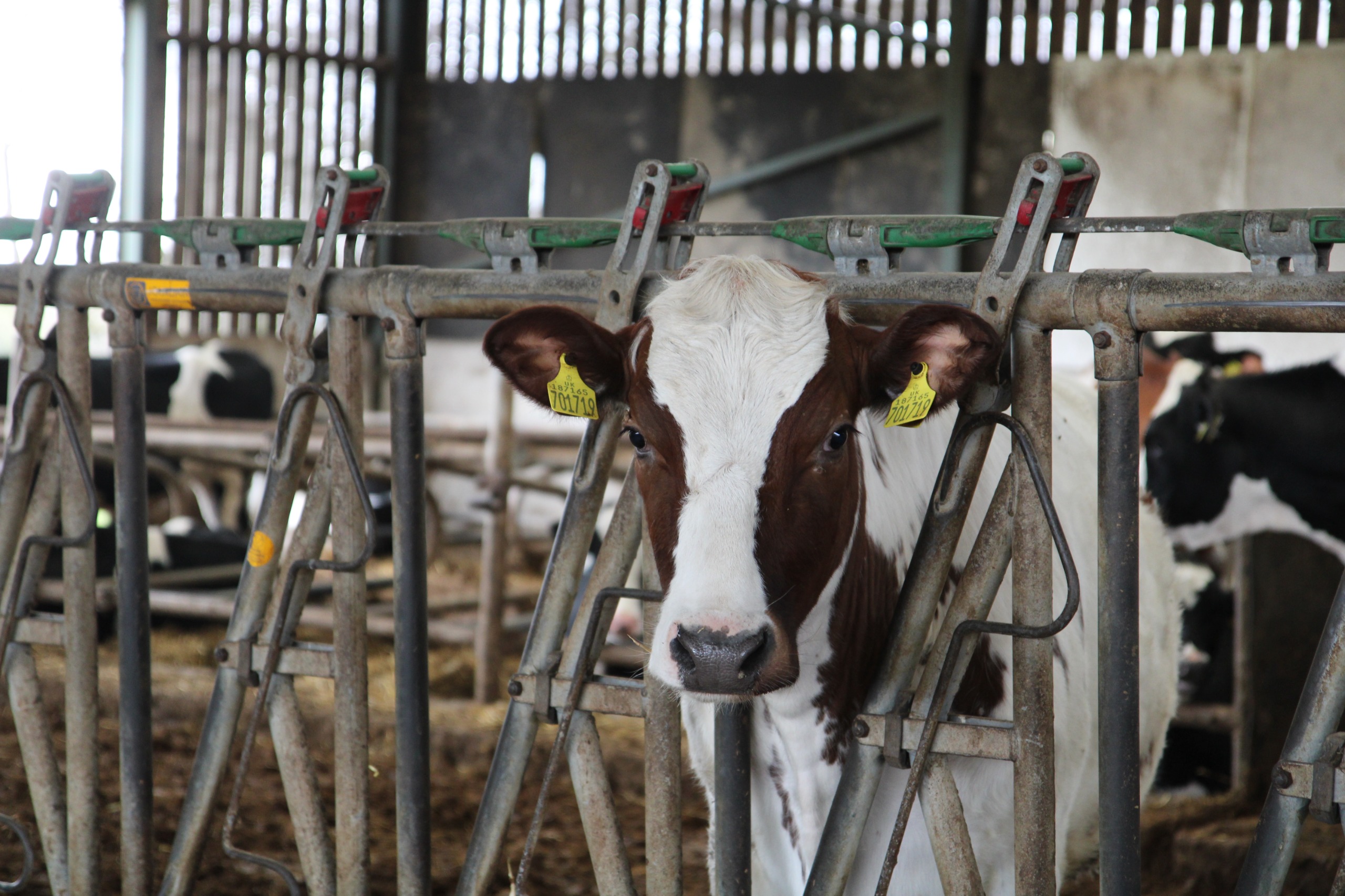 Young calf looking through the stalls at Manor House Farm