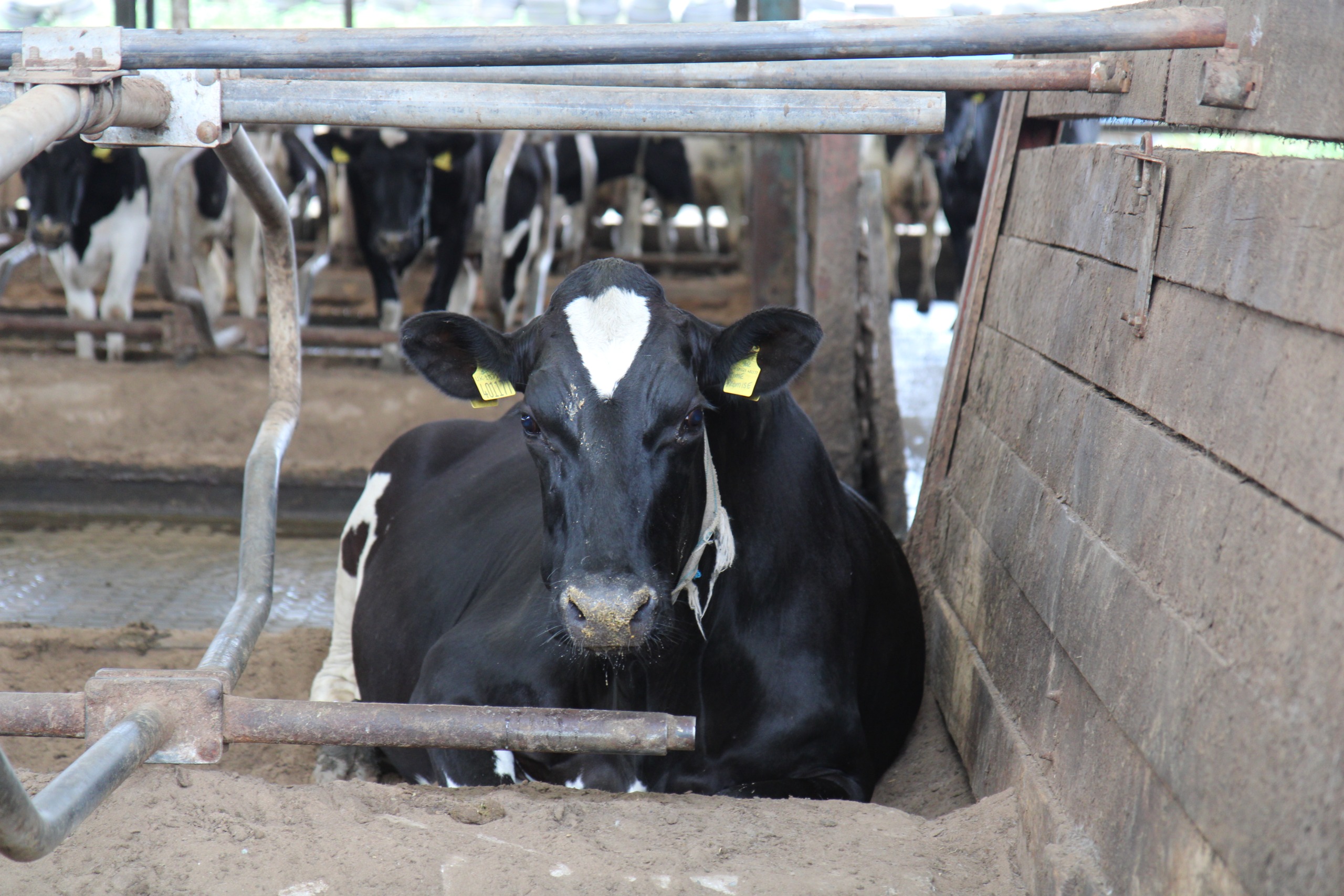 Cow resting in the cubicle shed