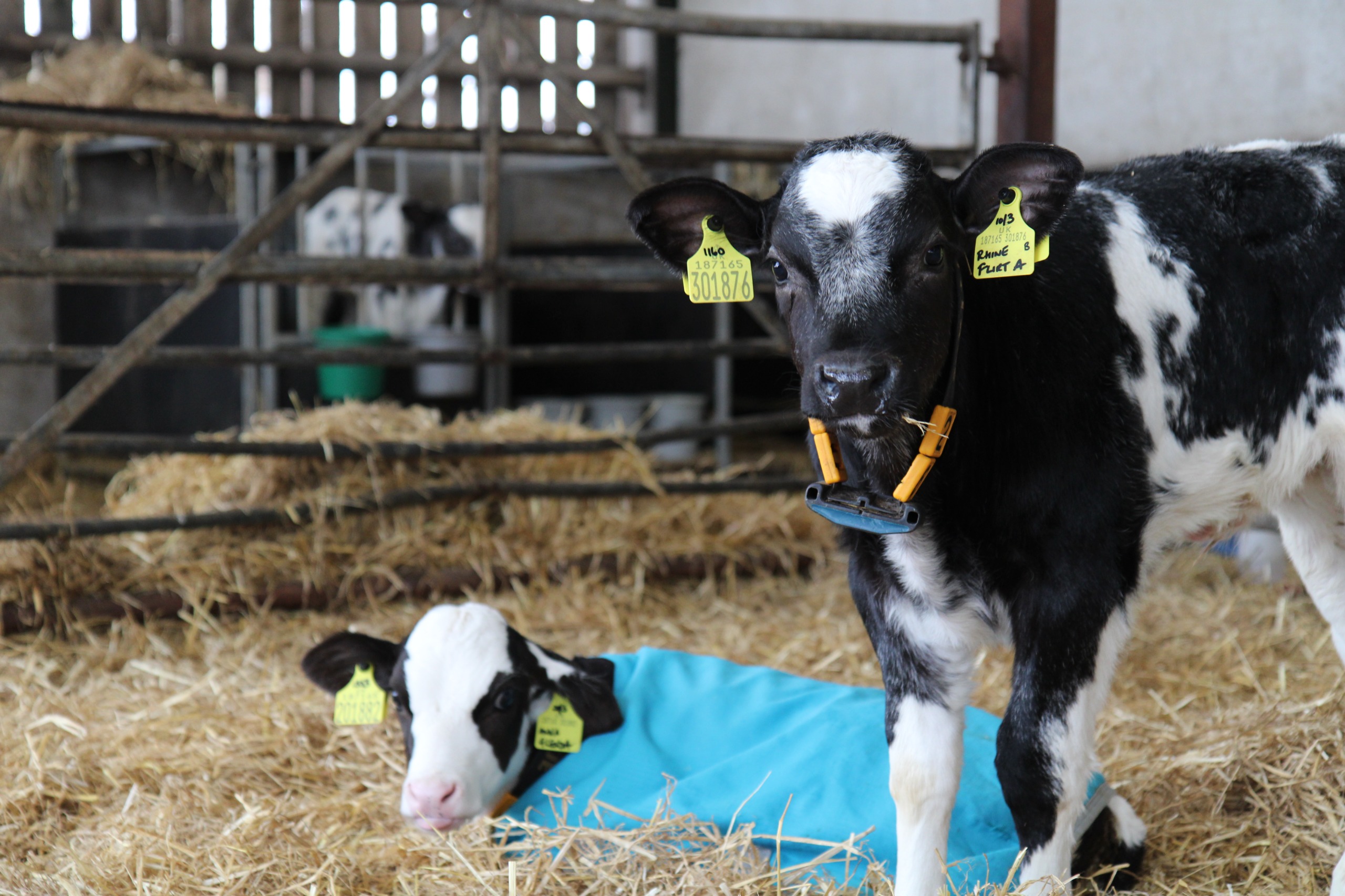 Newborn HighHopes calves resting in straw