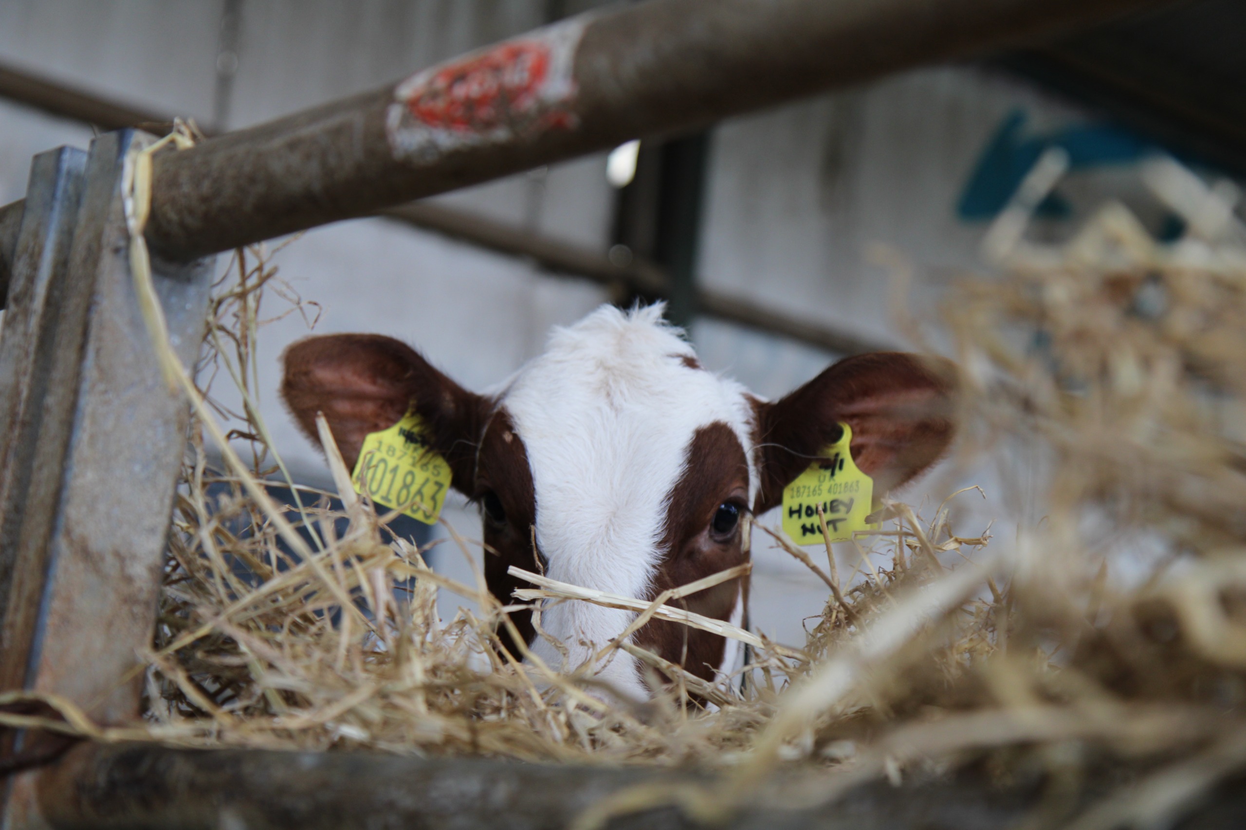 Red and white calf at the feed barrier